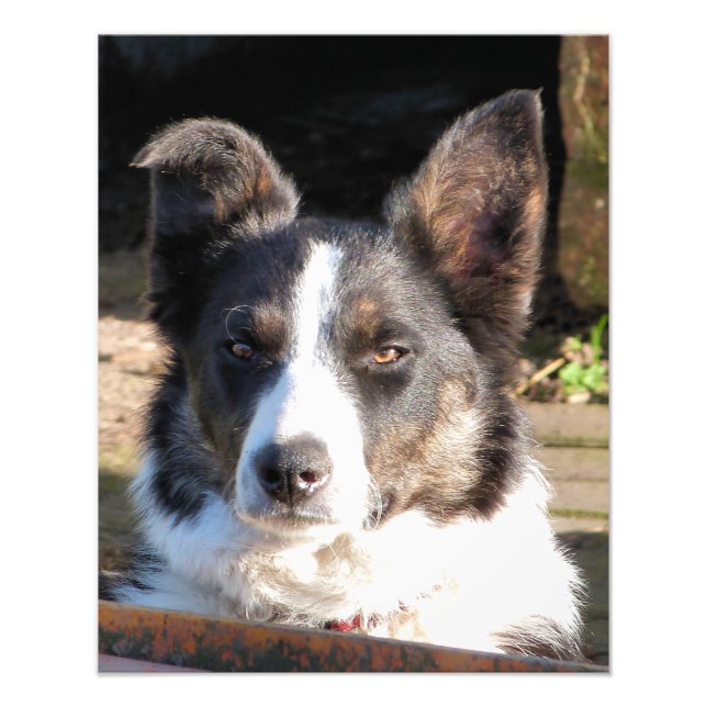GRENZCOLLIE FOTODRUCK (Vorne)