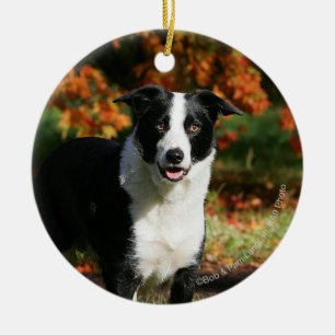 Grenzcollie-Herbst stehend Keramik Ornament