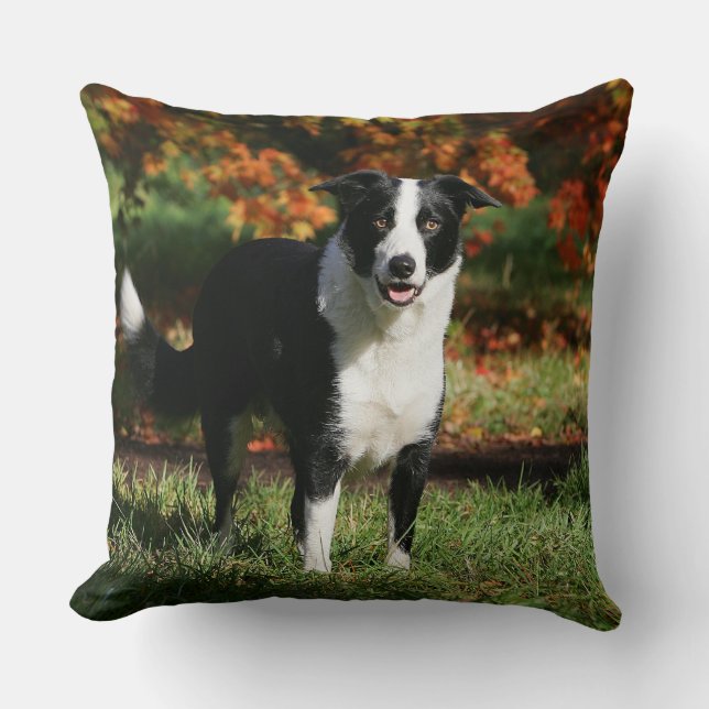 Grenzcollie-Herbst stehend Kissen (Vorderseite)