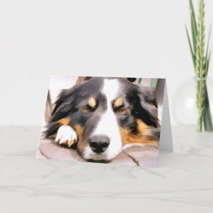 GRENZCOLLIE KARTE