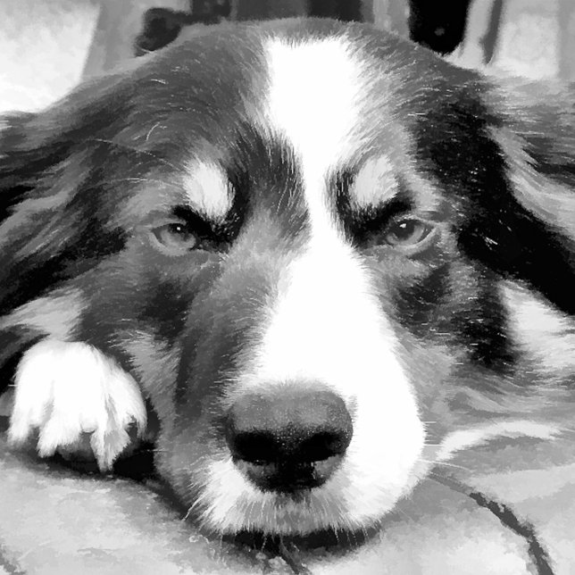 GRENZCOLLIE KERAMIK Kugel-Ornament (Von Creator hochgeladen)