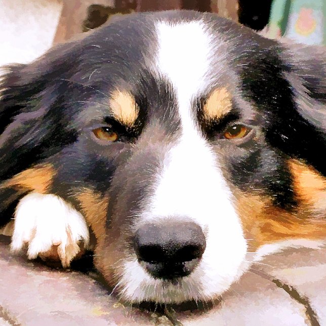 GRENZCOLLIE KERAMIKKNAUF (Von Creator hochgeladen)