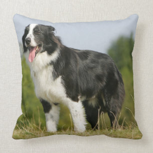 Grenzcollie-Keuchen stehend Kissen