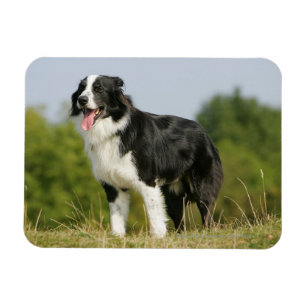 Grenzcollie-Keuchen stehend Magnet