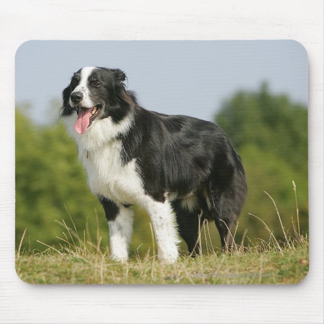 Grenzcollie-Keuchen stehend Mousepad (Vorne)