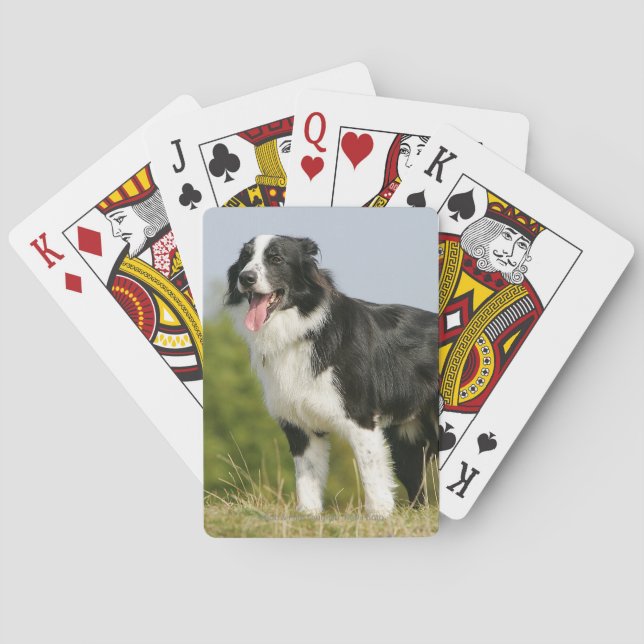 Grenzcollie-Keuchen stehend Spielkarten (Rückseite)