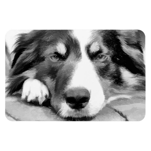 GRENZCOLLIE MAGNET (Horizontal)