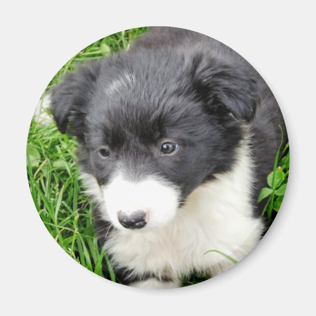 GRENZCOLLIE MAGNET (Vorne)