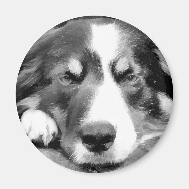 GRENZCOLLIE MAGNET (Vorne)