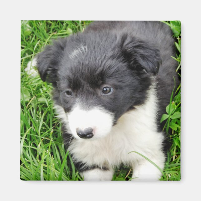 GRENZCOLLIE MAGNET (Vorne)