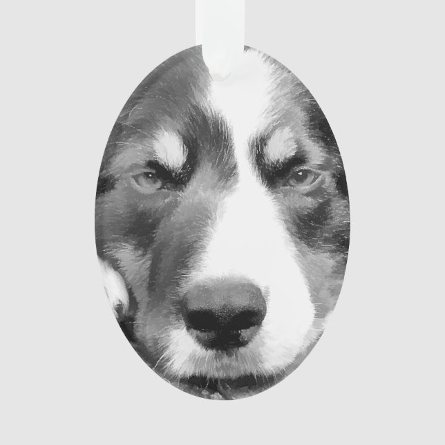 GRENZCOLLIE ORNAMENT (Vorderseite)
