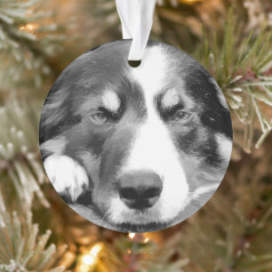 GRENZCOLLIE ORNAMENT