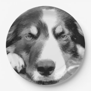 GRENZCOLLIE PAPPTELLER