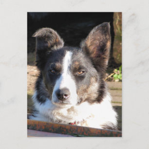 GRENZCOLLIE POSTKARTE