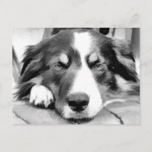 GRENZCOLLIE POSTKARTE