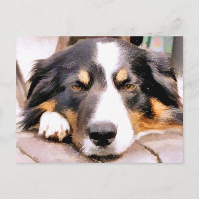 GRENZCOLLIE POSTKARTE (Vorderseite)