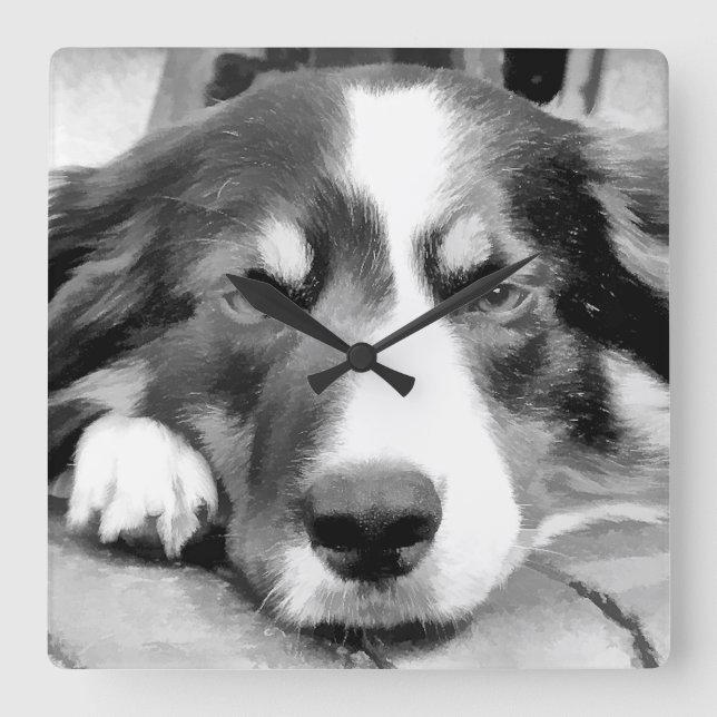 GRENZCOLLIE QUADRATISCHE WANDUHR (Vorderseite)