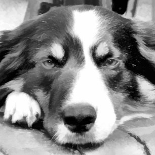 GRENZCOLLIE SCHNEEFLOCKEN Zinn-Ornament