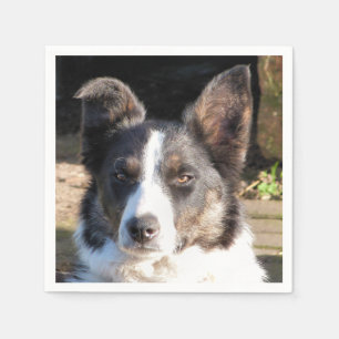 GRENZCOLLIE SERVIETTE