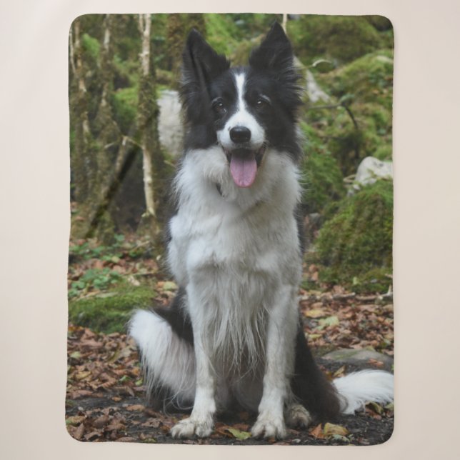 GRENZCOLLIE SHERPADECKE (Vorderseite)