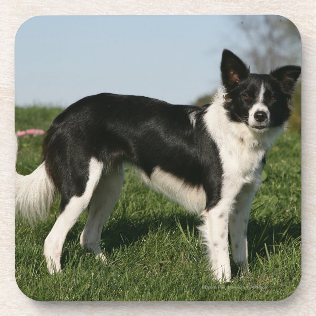 Grenzcollie stehend getränkeuntersetzer (Vorderseite)