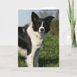 Grenzcollie stehend karte