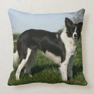 Grenzcollie stehend kissen