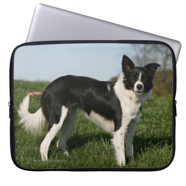 Grenzcollie stehend laptopschutzhülle (Vorderseite)