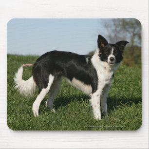 Grenzcollie stehend mousepad