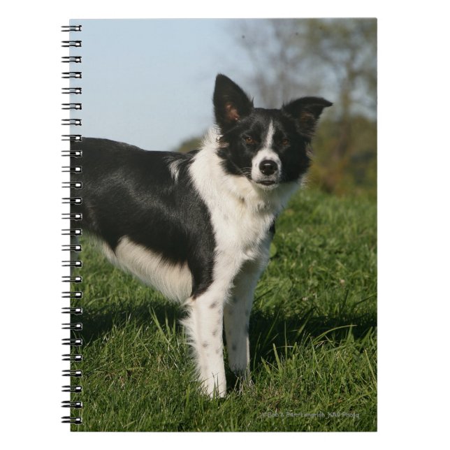 Grenzcollie stehend notizblock (Vorderseite)