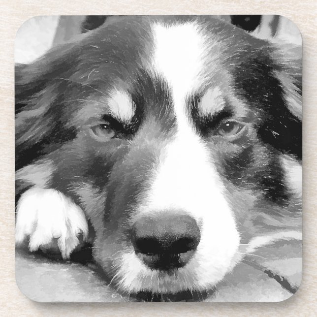 GRENZCOLLIE UNTERSETZER (Vorderseite)