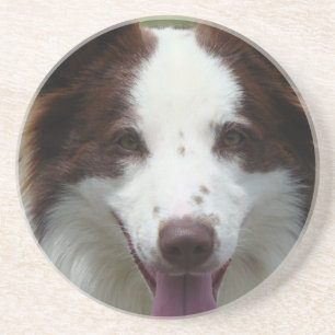 Grenzcollie-Untersetzer Untersetzer