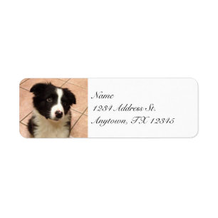 Grenzcollie-Welpen-Rücksendeadressen-Aufkleber
