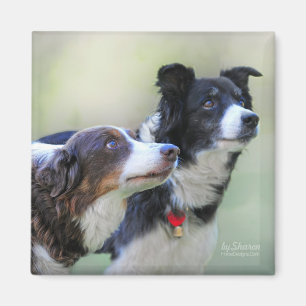 GrenzCollies Magnet