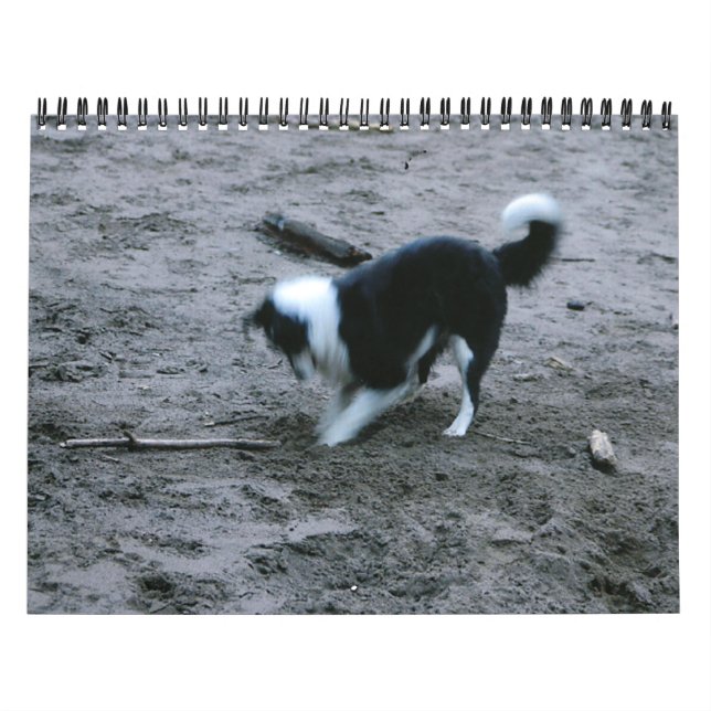 GrenzCollies reichlich Kalender (Titelbild)