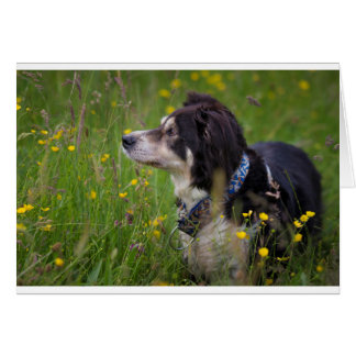 Grenze in den Mützen