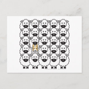 Grenzkollie im Schafe Postkarte