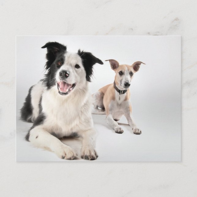 Grenzkollie mit Whippet Postkarte (Vorderseite)