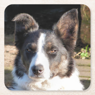 GRENZKÜHLHUND RECHTECKIGER PAPPUNTERSETZER