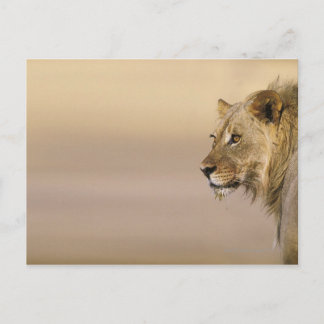 Grenzpark Kgalagadi, Nordkap Postkarte
