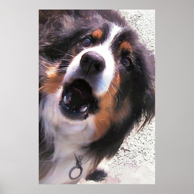 GRENZÜBERSCHREITENDE COLLIES POSTER (Vorne)
