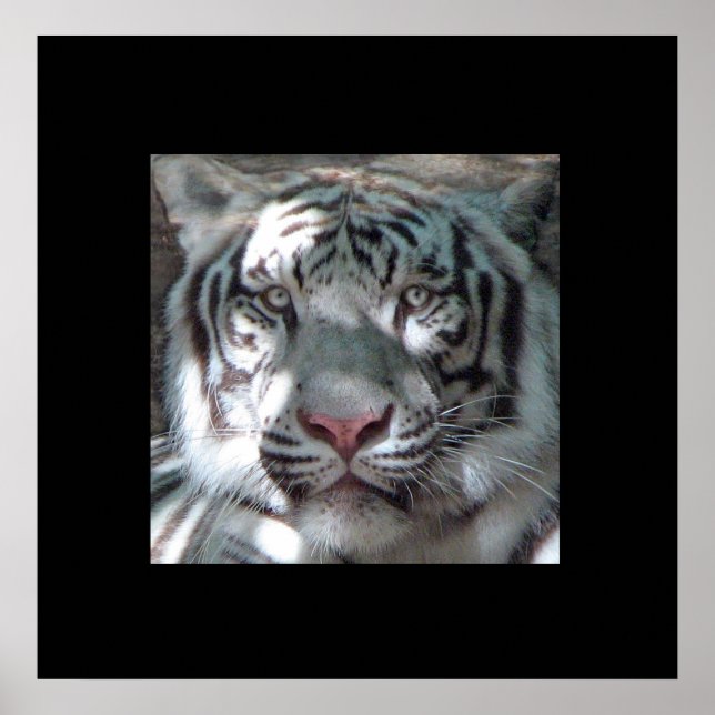 Grenzweiße Tiger-Portrait Poster (Vorne)