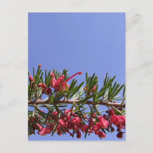 Grevillea Blume Postcard Postkarte (Vorderseite)