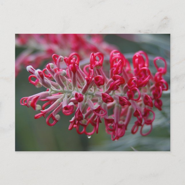 Grevillea-Blume Postkarte (Vorderseite)