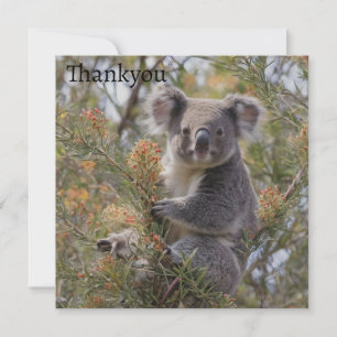 Grevillea Koala Bear, Dankeskarte