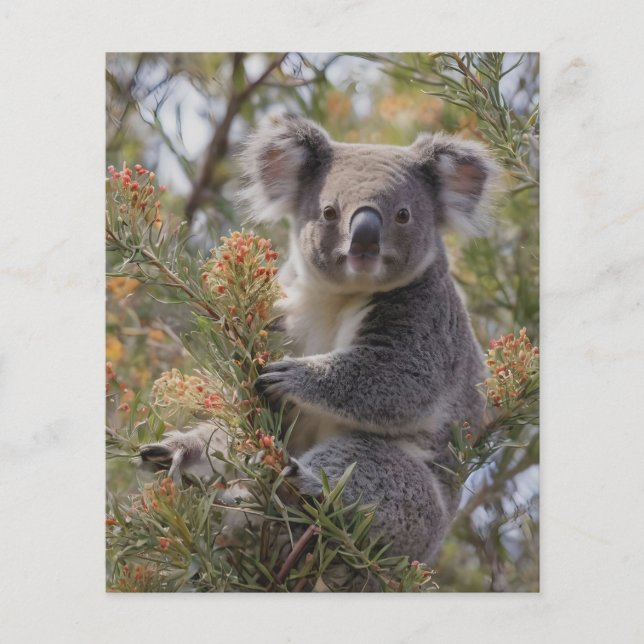 Grevillea Koala Bear, Flyer (Vorne)