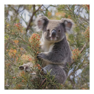 Grevillea Koala Bear, Fotodruck