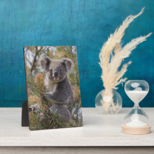 Grevillea Koala Bear, Fotoplatte