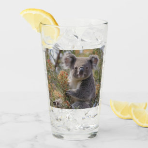Grevillea Koala Bear, Glas