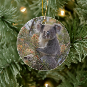 Grevillea Koala Bear, Keramik Ornament